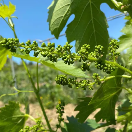 Tenuta Sovestro *
