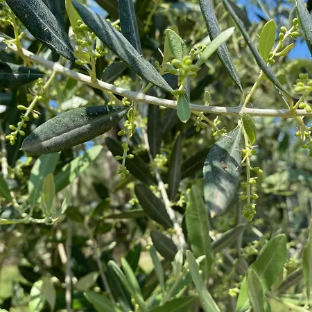 Tenuta Sovestro סן ג'ימיניאנו