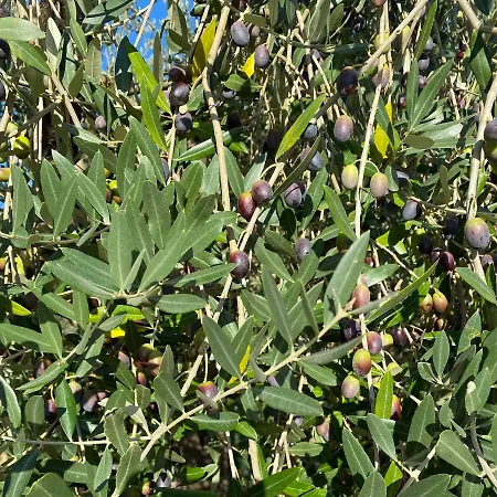 Agroturismo Tenuta Sovestro *